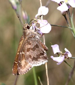 SKIPPER, ACACIA (Cogia hippalus) (7-23-12) 2.0 mile road cut, patagonia-san rafael road, patagonia mts, scc, az -01