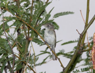 VIREO, BELL'S (7-28-11) patagonia lake state park, scc, az -01