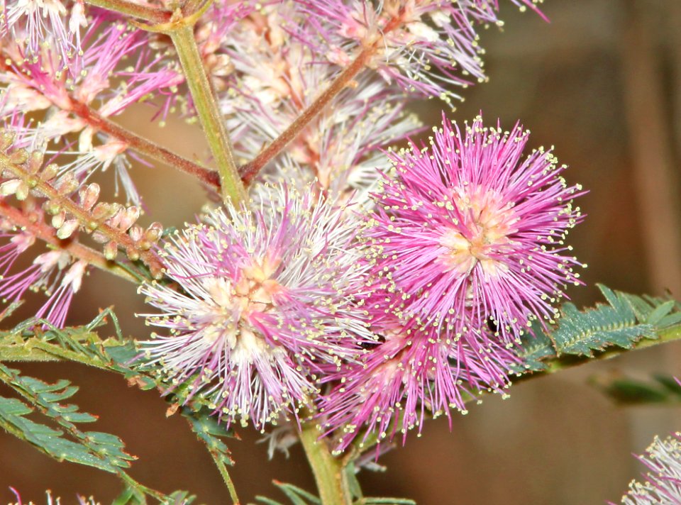 VELVET-POD MIMOSA (Mimosa dysocarpa) (8-7-11) patagonia-sonoita creek preserve, scc, az -02