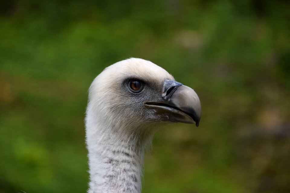 Zoo nature nature park