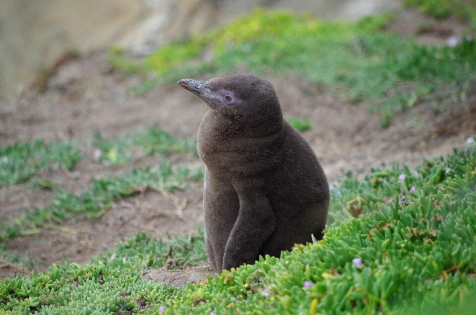 Small baby animals adorable