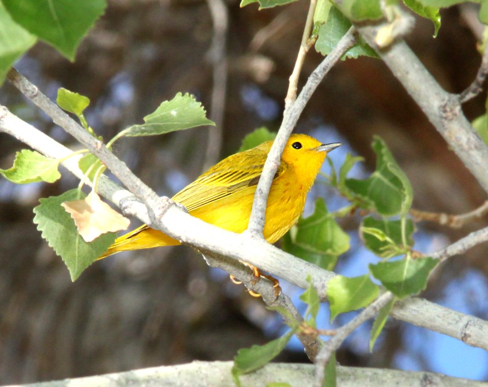 WARBLER, YELLOW (3-30-12) patagonia, scc, az -01