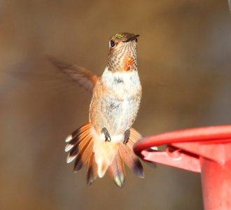 HUMMINGBIRD, RUFOUS-ALLEN'S (7-31-11)  imm male, 78 circulo montana, patagonia lake ranch estates, scc, az -03
