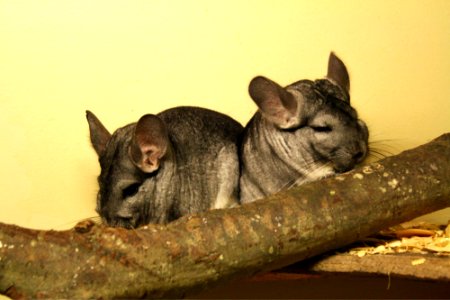 Chinchillas.
