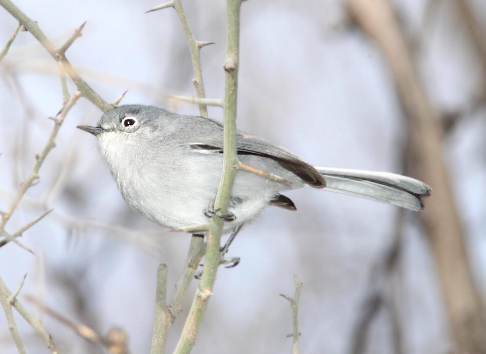 GNATCATCHER, BLACK-CAPPED (2-19-12) patagonia lake, scc, az -07