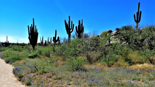 2019.04.07 Catalina State Park photo