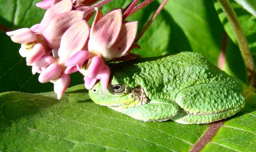 Tree frog and Milkweed flowers