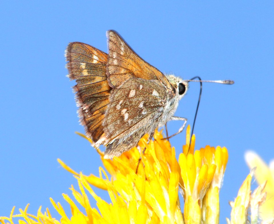 SKIPPER, PAHASKA (Hesperia pahaska) (10-26-12) harshaw creek rabbitbrush, scc, az -04
