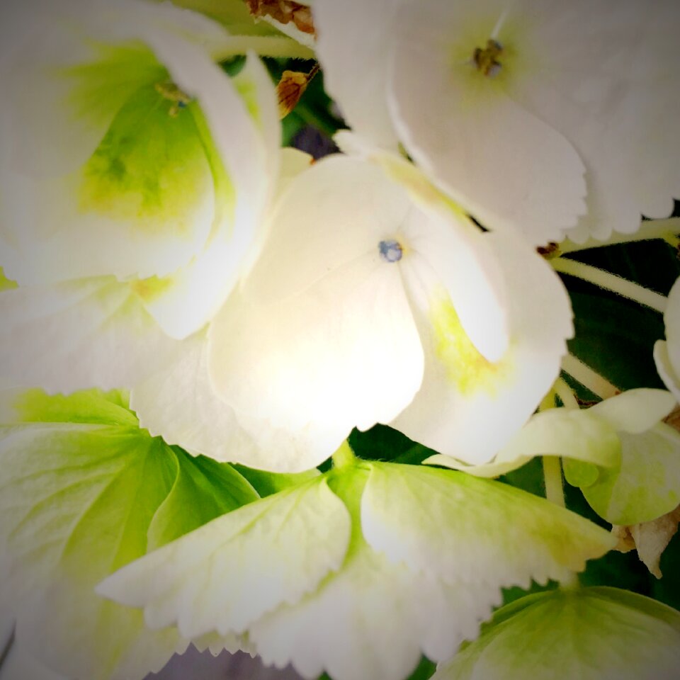 Christmas winter plant