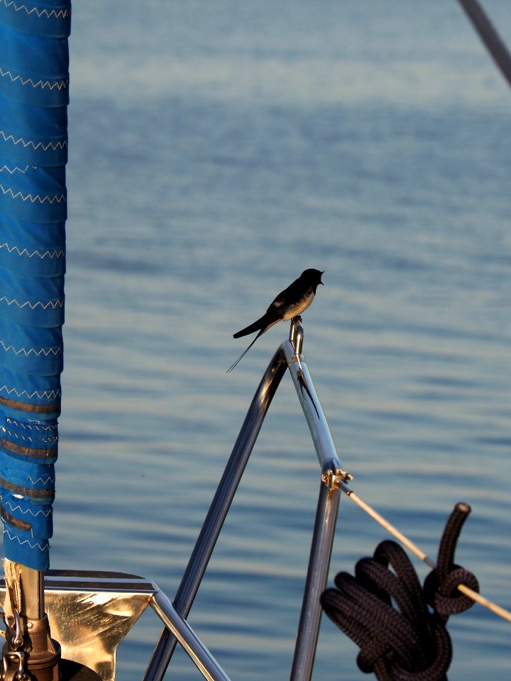 Screaming sailor swallow