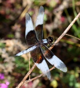 SKIMMER, WIDOW (Libellula luctuosa) (10-6-12) parker canyon lake area, cochise co, az -01