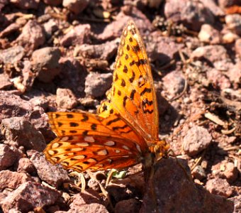 FRITILLARY, WHITE MOUNTAIN APHRODITE (Speyeria ahrodite hyblis)(8-11-12) hannigan meadows, white mountains, az - (2)