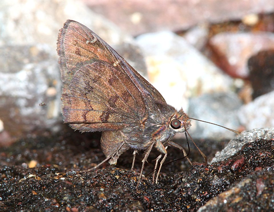 CLOUDYWING, NORTHERN (Thorybes pylades) (7-30-11) harshaw road, scc, az - 08