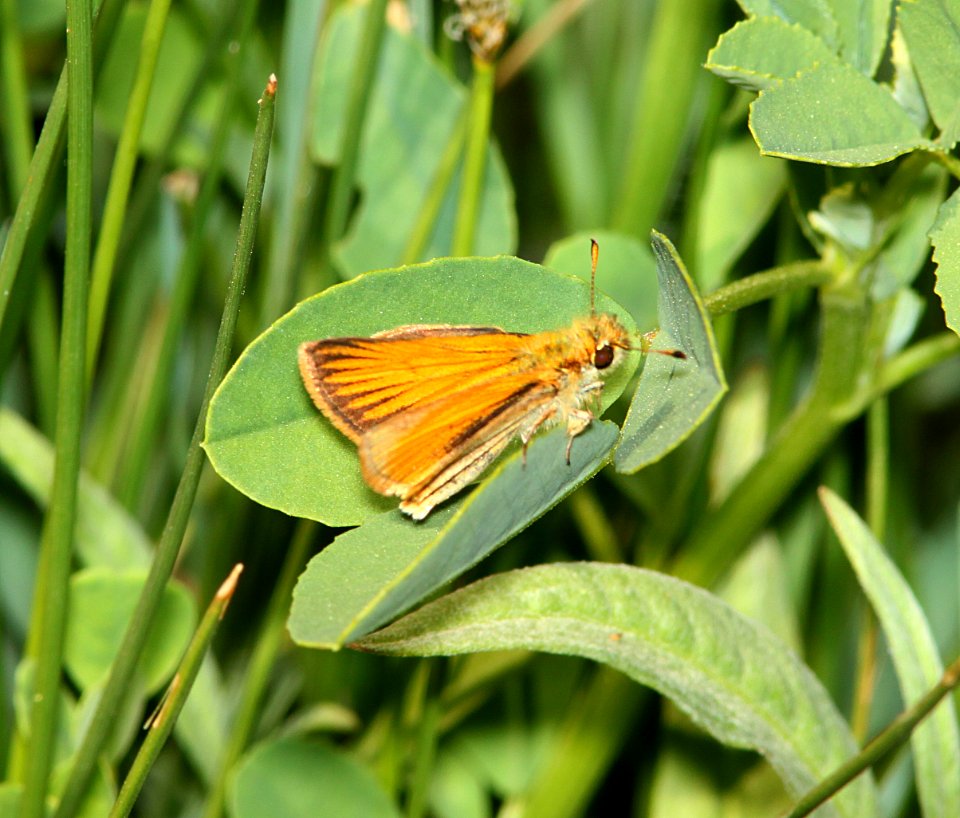 SKIPPER, SUNRISE (Adopaeoides prittwitzi) (6-5-11) santa cruz river, san rafael grasslands, scc, az -01
