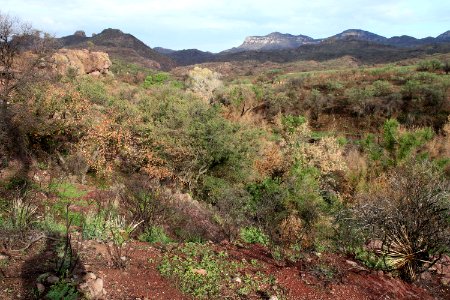 PENA BLANCA LAKE after fire (8-6-11) west of nogales, scc, az -09
