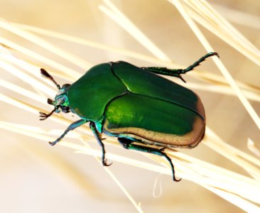 BEETLE, FIG (Cotinis mutabilis) (7-8-11) 78 circulo montana, patagonia lake ranch estates, scc, az -01