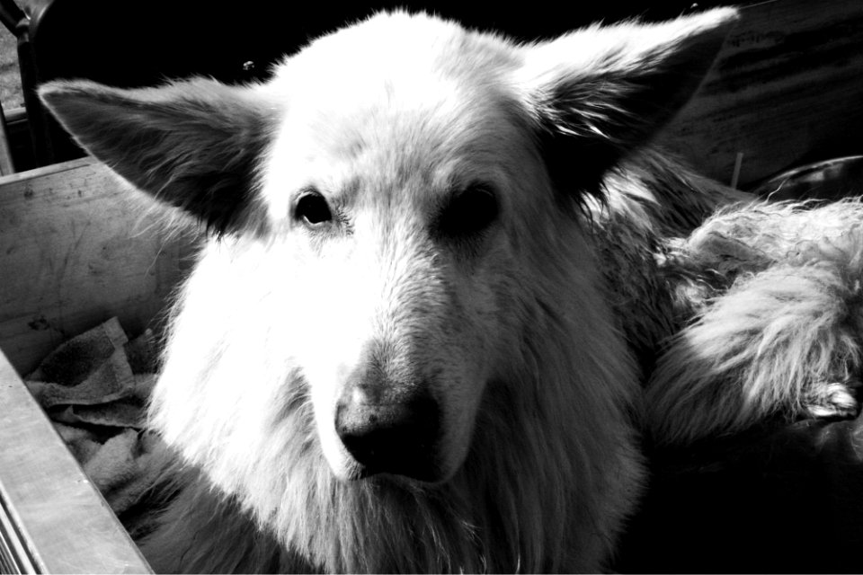 German Shepherd.
