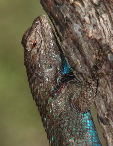 LIZARD, CLARK'S SPINY (Sceloporus clarkii) (6-27-12) pena blanca lake, scc, az -01b