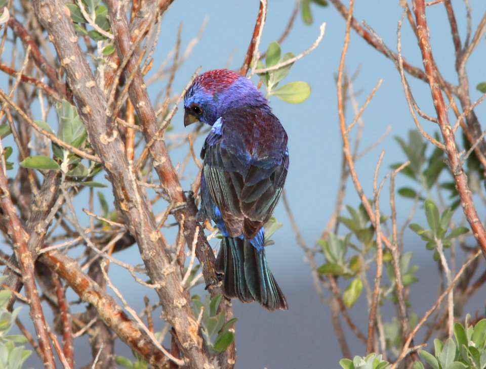 BUNTING, VARIED (7-4-11) 78 circulo montana, patagonia lake ranch estates, scc, az - 08
