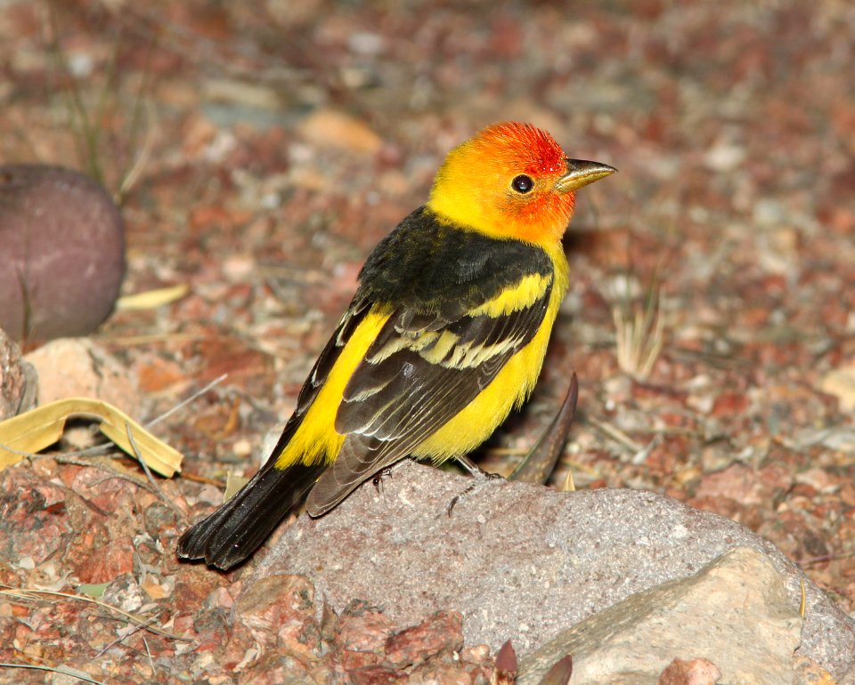 TANAGER, WESTERN (5-12-11) 78 circulo montana, patagonia lake ranch estates, scc, az -01