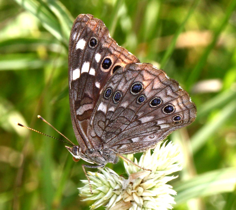 EMPRESS LEILA (Asterocampa leila) (9-10-12) california gulch, scc, az -01