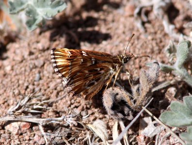 STREAKY-SKIPPER, COMMON (Celotes nessus) (4-2-12) patagonia lake, scc, az -03