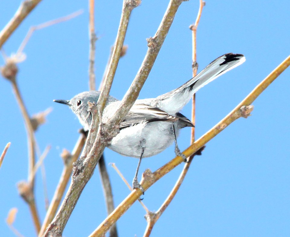 GNATCATCHER, BLACK-CAPPED (2-21-12) below dam, sonoita creek state natural area, scc, az -01