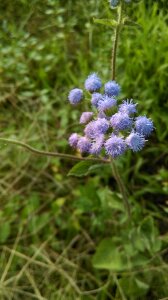 Summer spring meadows