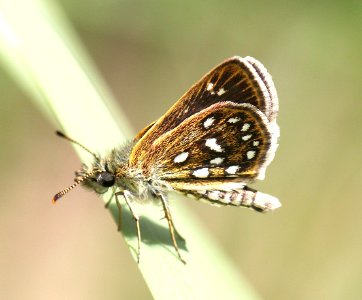 SKIPPERLING, MANY-SPOTTED (Piruna aea) (7-30-12) red mt road, patagonia mts, scc, az -04