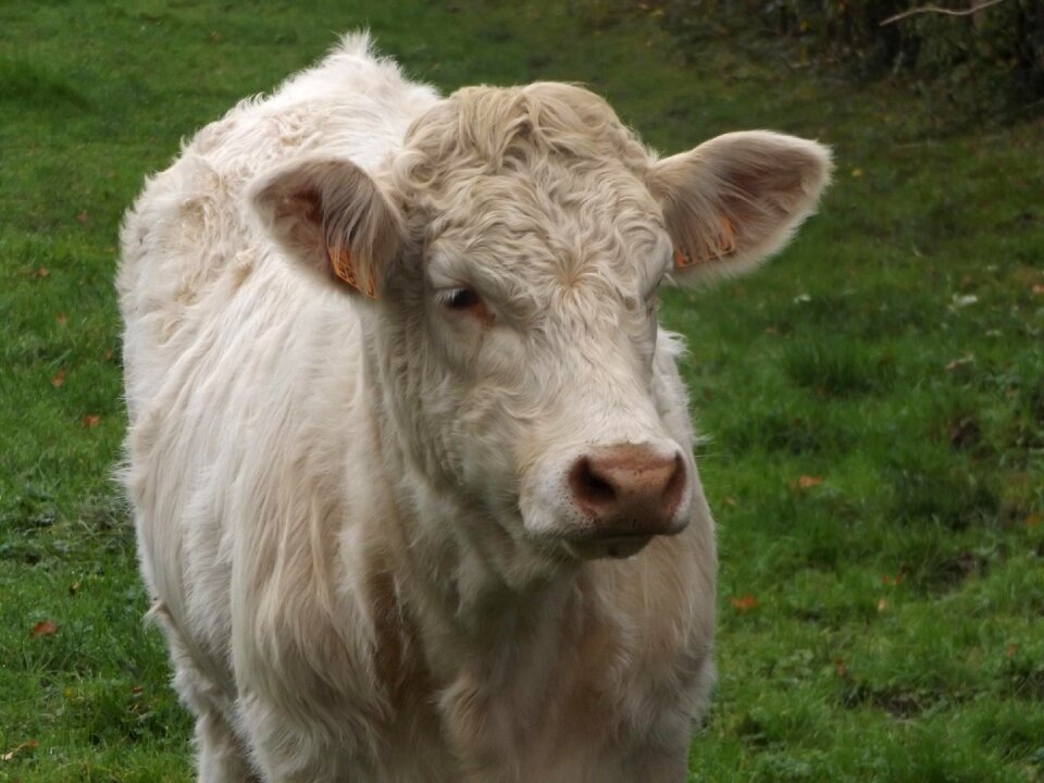 Cattle agriculture field