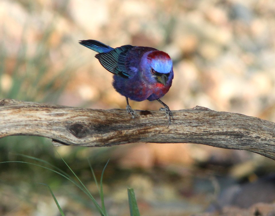 BUNTING, VARIED (6-8-11) 78 circulo montana, patagonia lake ranch estates, scc, az -01