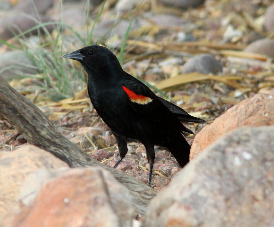 BLACKBIRD, RED-WINGED (6-1-11) 78 circulo montana, patagonia lake ranch estates, scc, az -01