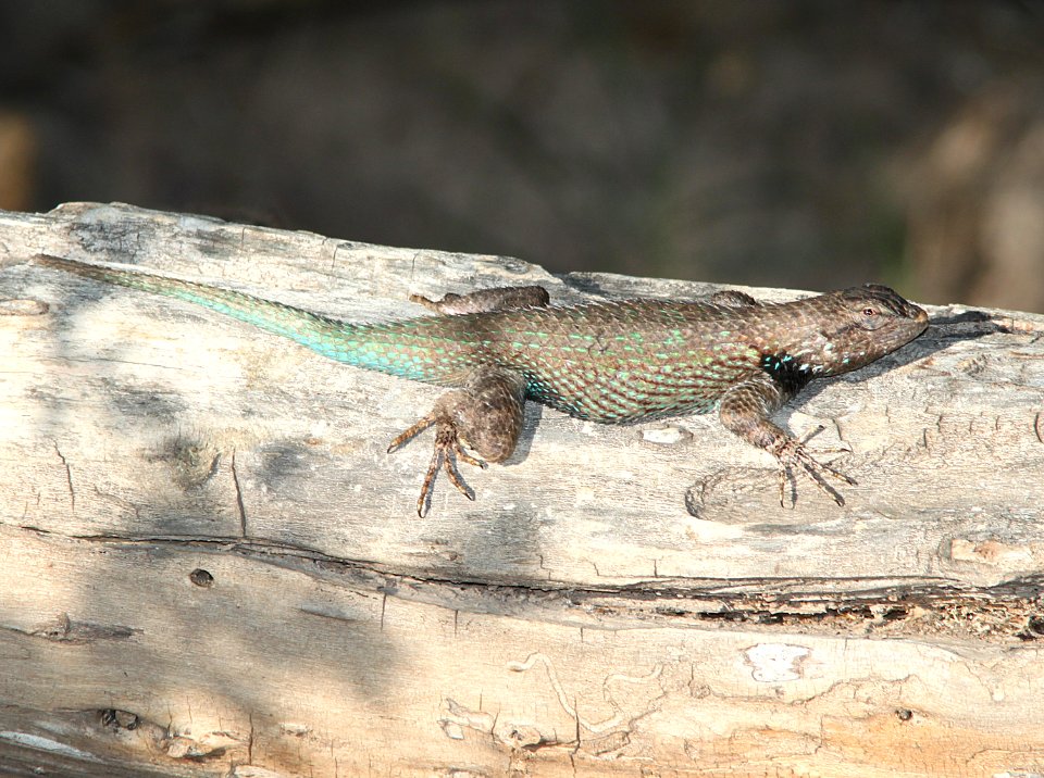 LIZARD, CLARK'S SPINY (sceloperus clarkii) (7-13-11) de anza trail north of rio rico road, scc, az -01