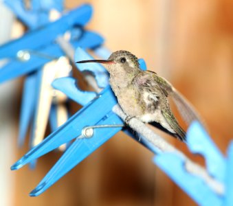 HUMMINGBIRD, BROAD-BILLED (6-12-11) 78 circulo montana, patagonia lake ranch estates, scc, az -01