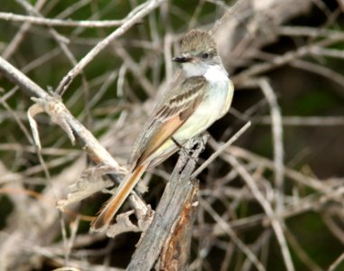 FLYCATCHER, ASH-THROATED (5-14-11) pena blanca lake, scc.az -01