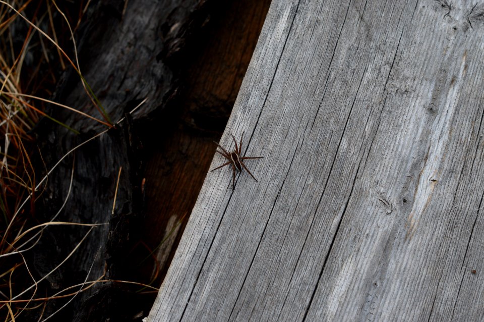 A spider