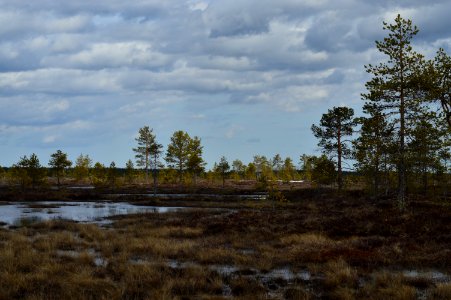 Hirvisuo bog