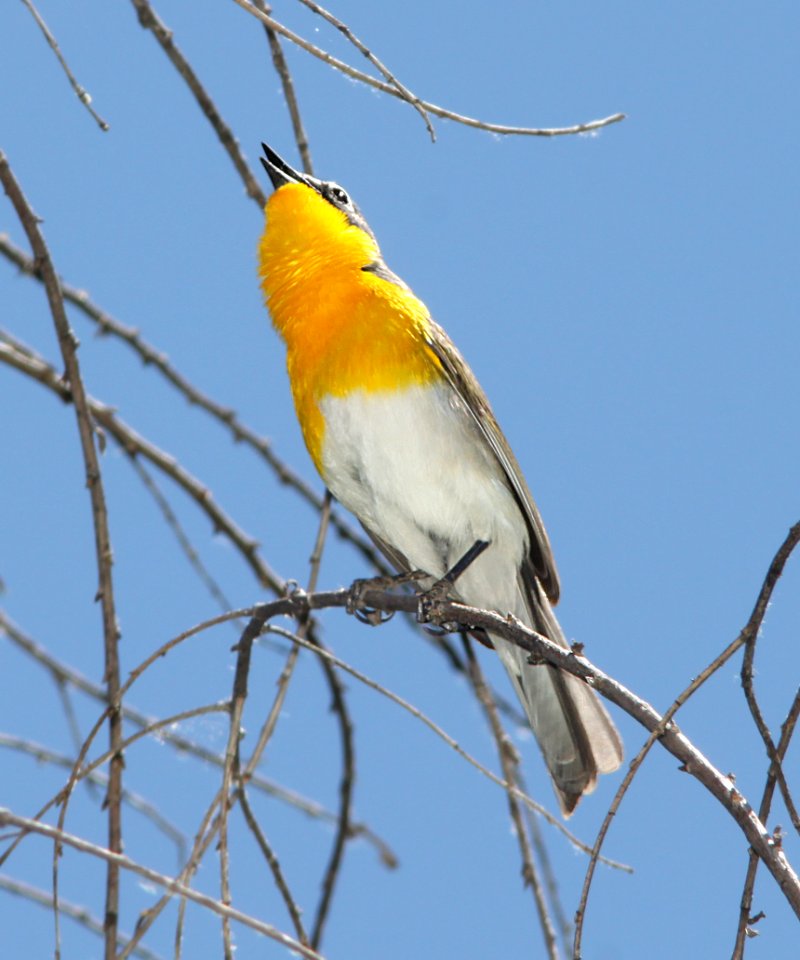 CHAT, YELLOW-BREASTED (5-30-11) patagonia lake, scc, az -03