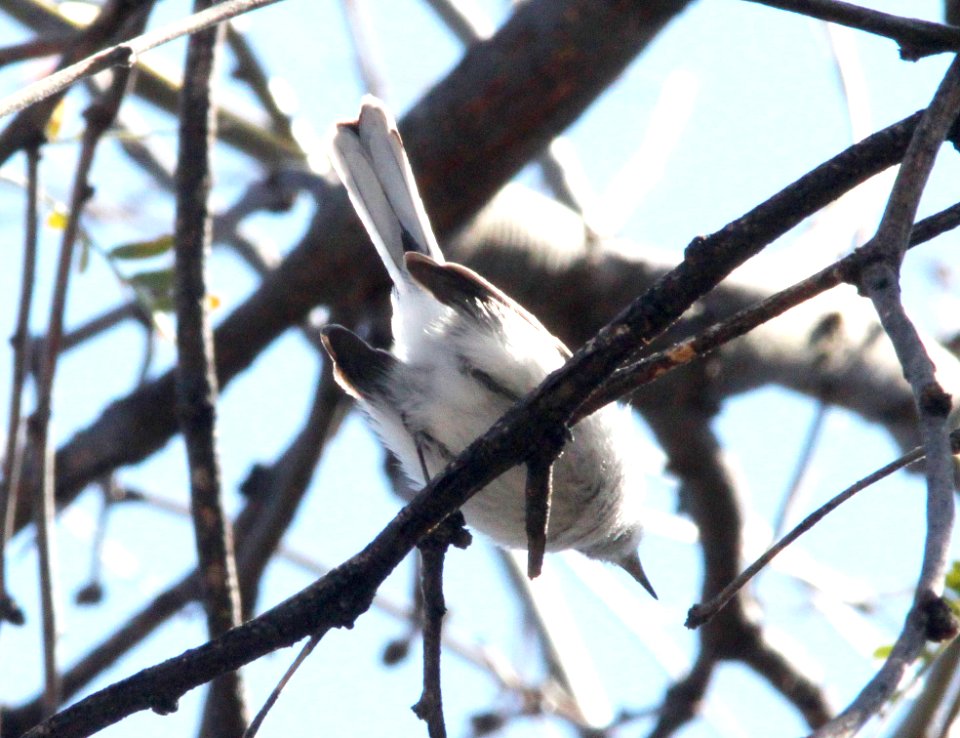 GNATCATCHER, BLUE-GRAY (2-18-12) patagonia lake, scc, az -02