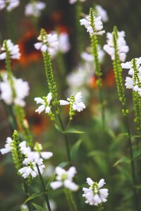 White green garden