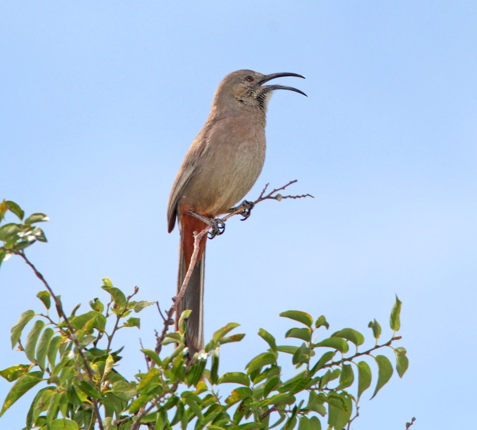 THRASHER, CRISSAL (6-1-11) de anza trail north from rio rico dr, rio rico, scc, az -01