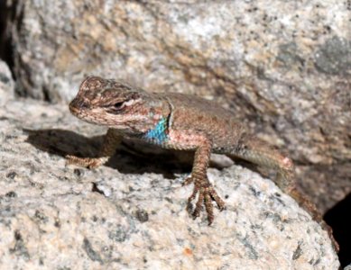 LIZARD, DESERT SPINY (Sceloporus magister) (4-12-12) madera cyn, scc, az -02