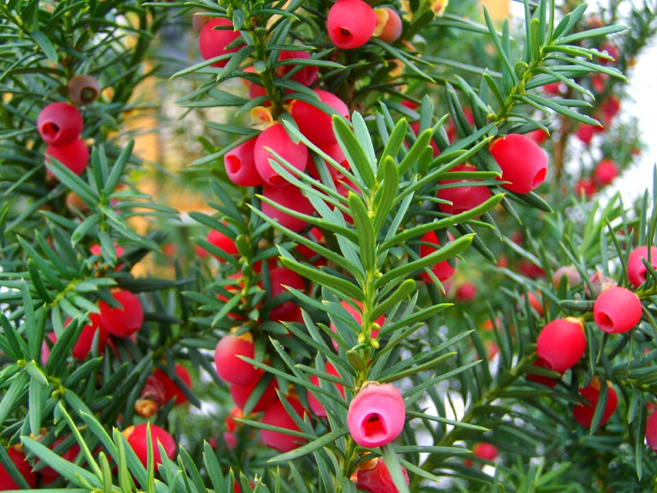 Nature plant wood