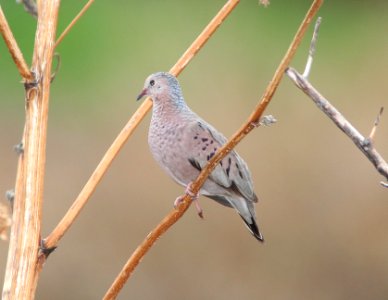 GROUND-DOVE, COMMON (7-24-11) kino springs, scc, az -01