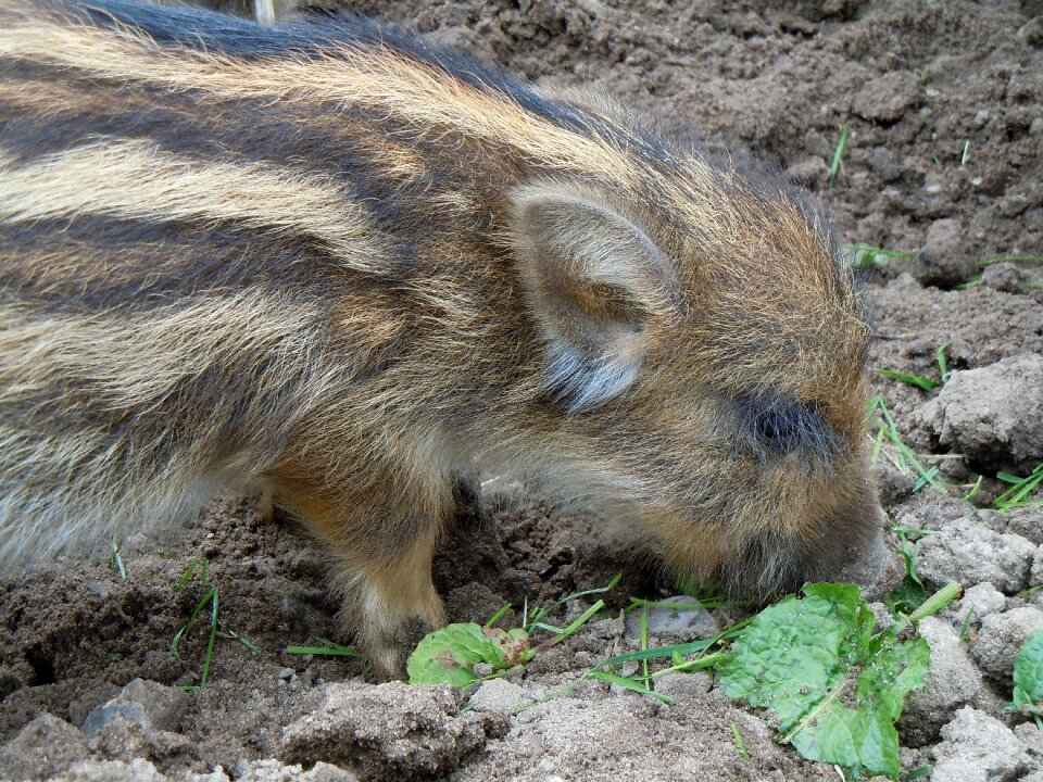 Launchy boar rooting