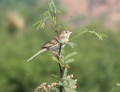 SPARROW, CASSIN'S (7-9-11) de anza trail north of rio rico road, scc, az -04