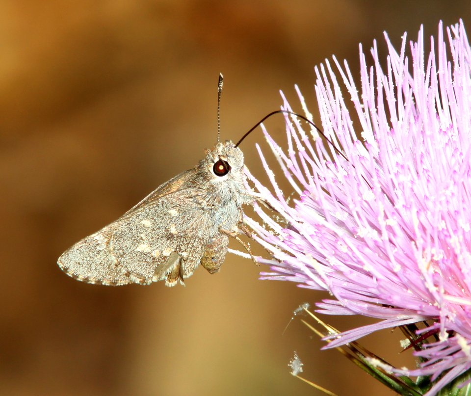 SKIPPER, SHEEP (Atrytonopsis edwardsii) (5-14-11) pena blanca lake, scc, AZ -02