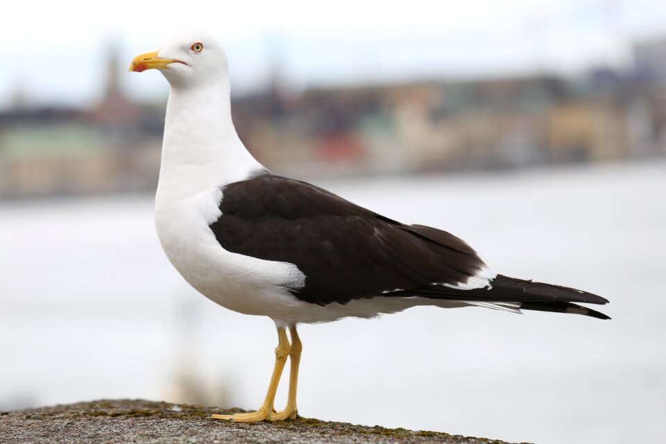 Springs måsfågel gull animals world