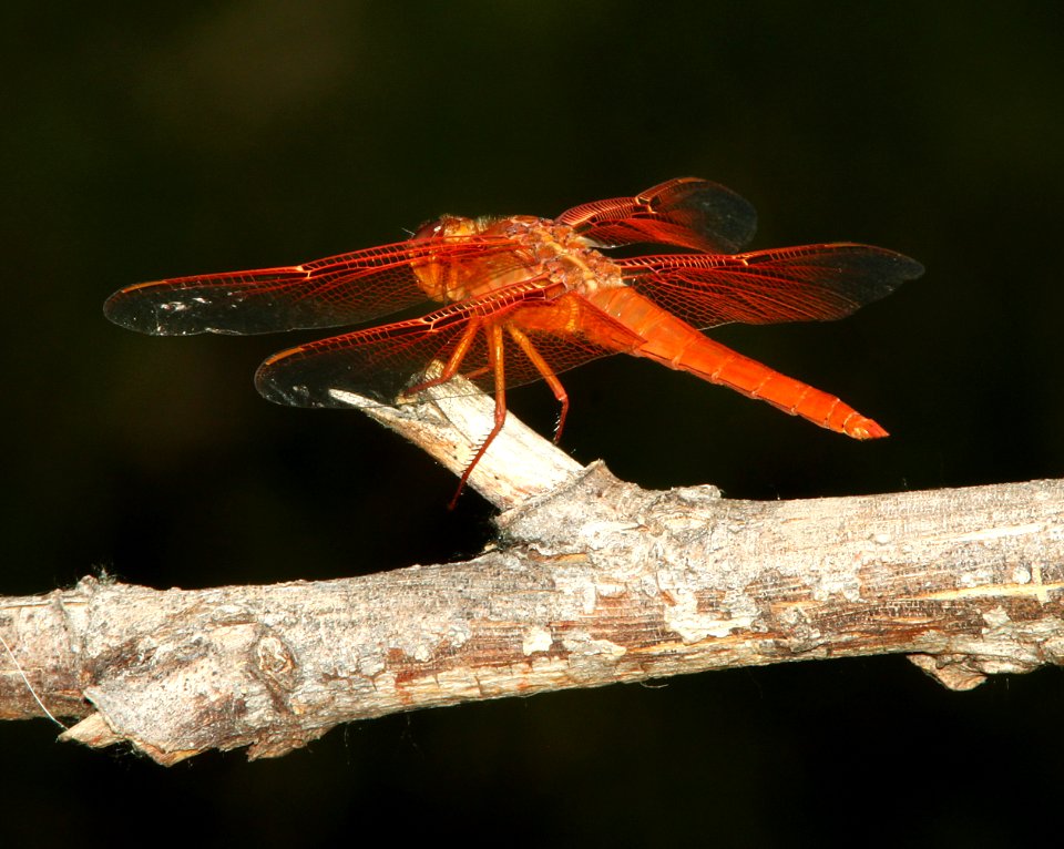 SKIMMER, FLAME (Libellula saturata) (5-30-11) patagonia lake, scc, az -01