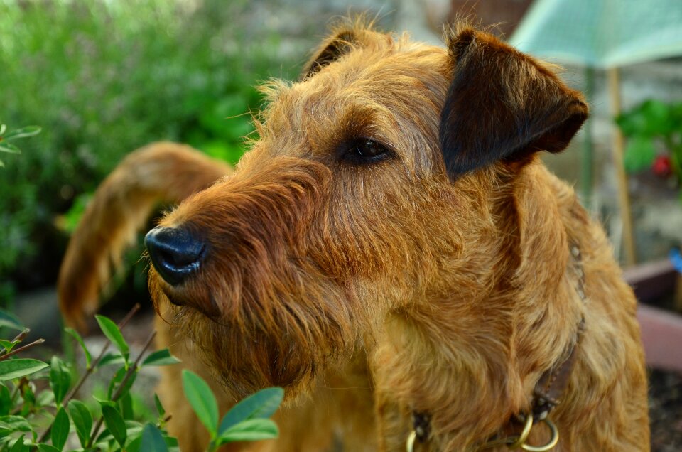 Terrier pet brown